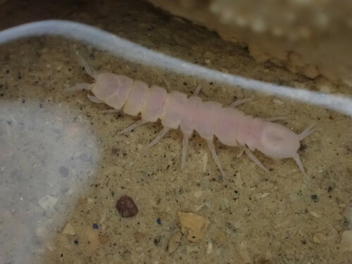 Stenasellus virei