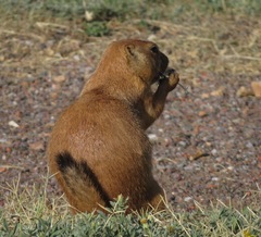 Cynomys ludovicianus