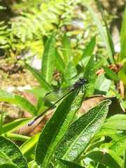 Argia frequentula