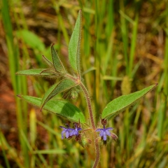 Trichostema rubisepalum