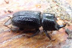 Sinodendron cylindricum