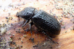 Sinodendron cylindricum