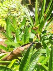 Argia frequentula