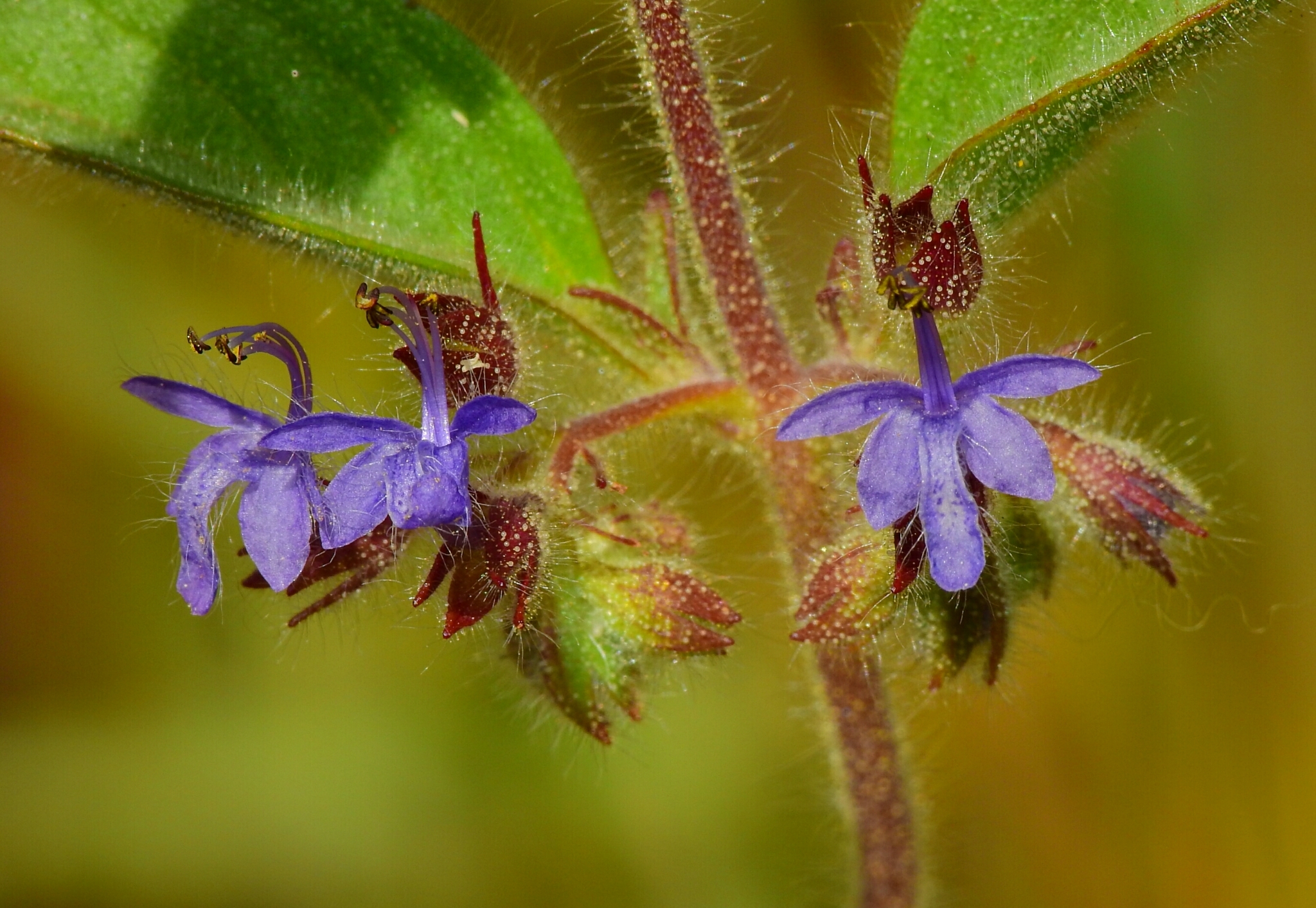 Trichostema rubisepalum
