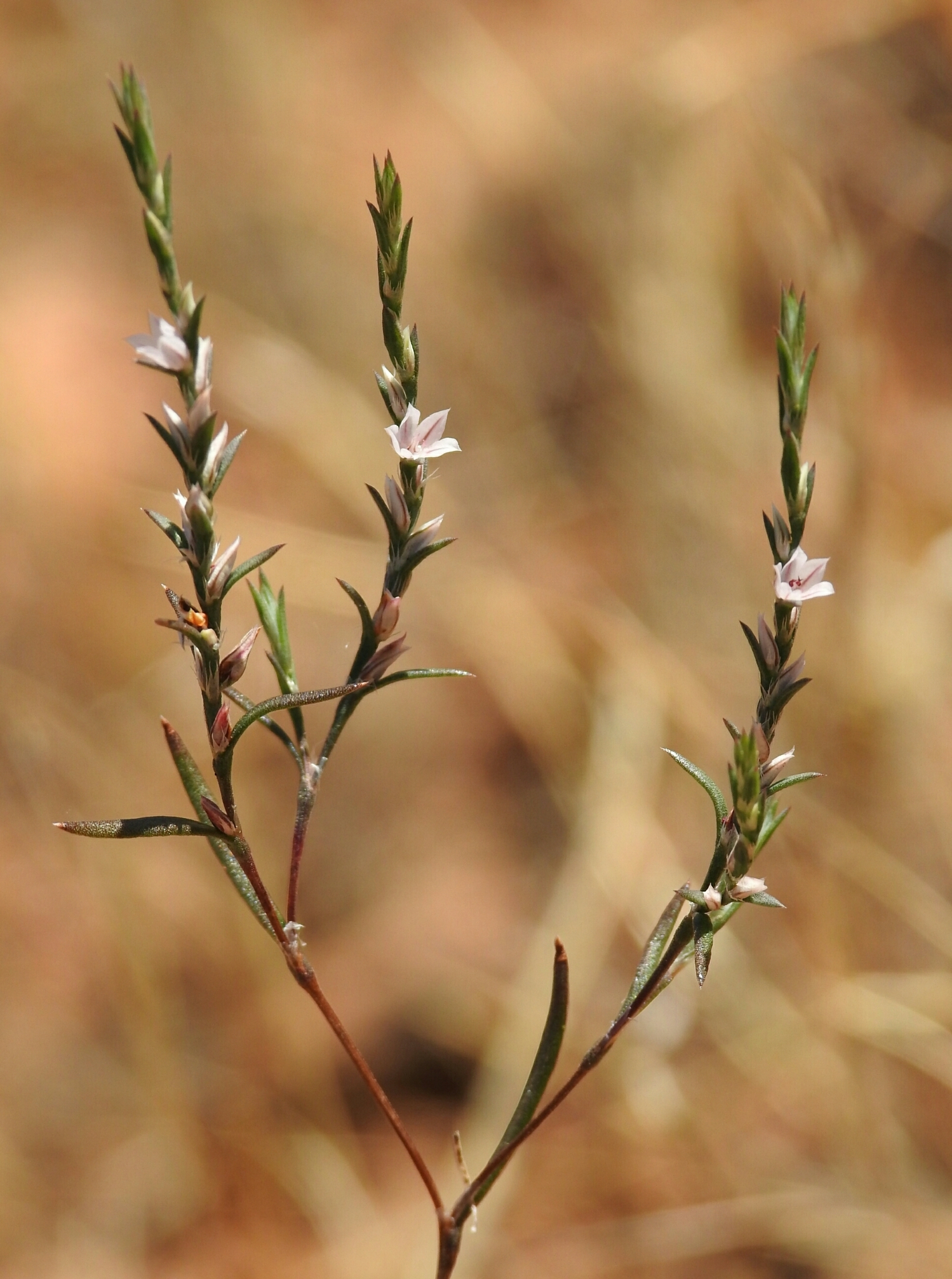 Polygonum californicum
