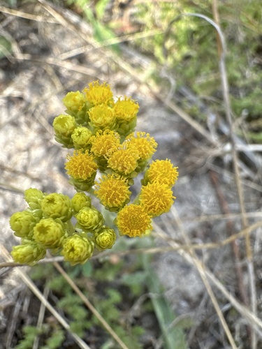 Smėlyninis šlamutis nuotrauka