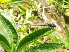 Argia frequentula
