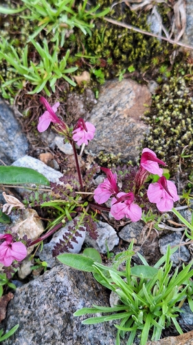 Image of Pedicularis kerneri by no rights reserved