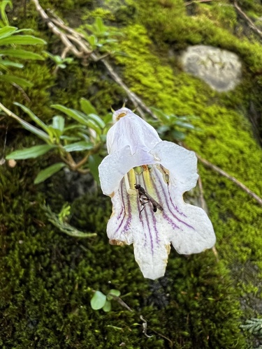 Lysionotus pauciflorus iNat (1)