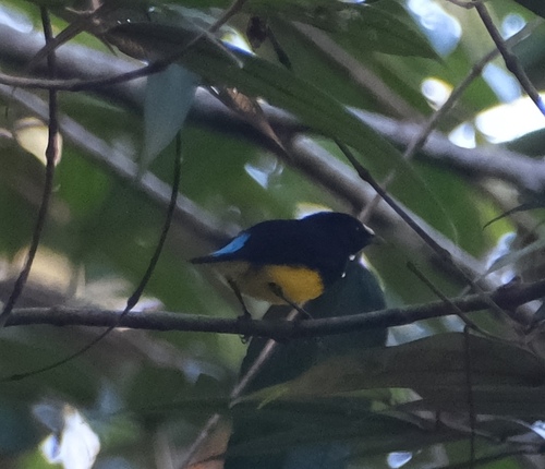 White-fronted Manakin (Lepidothrix serena), photo 10