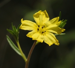 Lagophylla glandulosa
