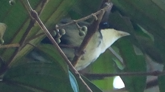 White-throated Manakin (Corapipo gutturalis), photo 5