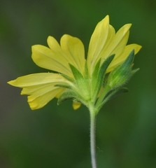 Lagophylla glandulosa