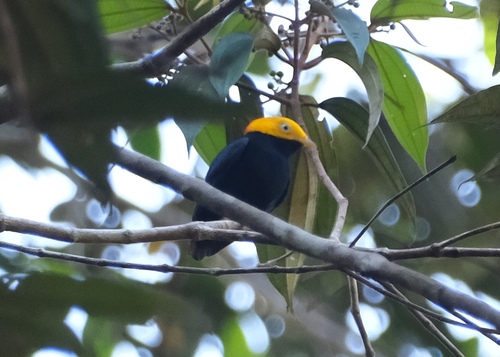 Golden-headed Manakin (Ceratopipra erythrocephala), photo 6