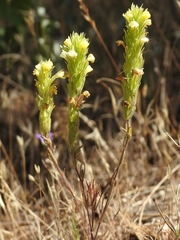 Castilleja lacera