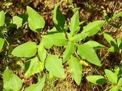 Helianthus bolanderi
