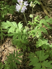 Hydrophyllum occidentale