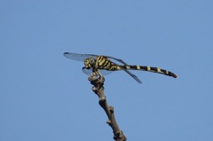 Phyllogomphoides stigmatus