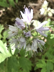 Hydrophyllum occidentale