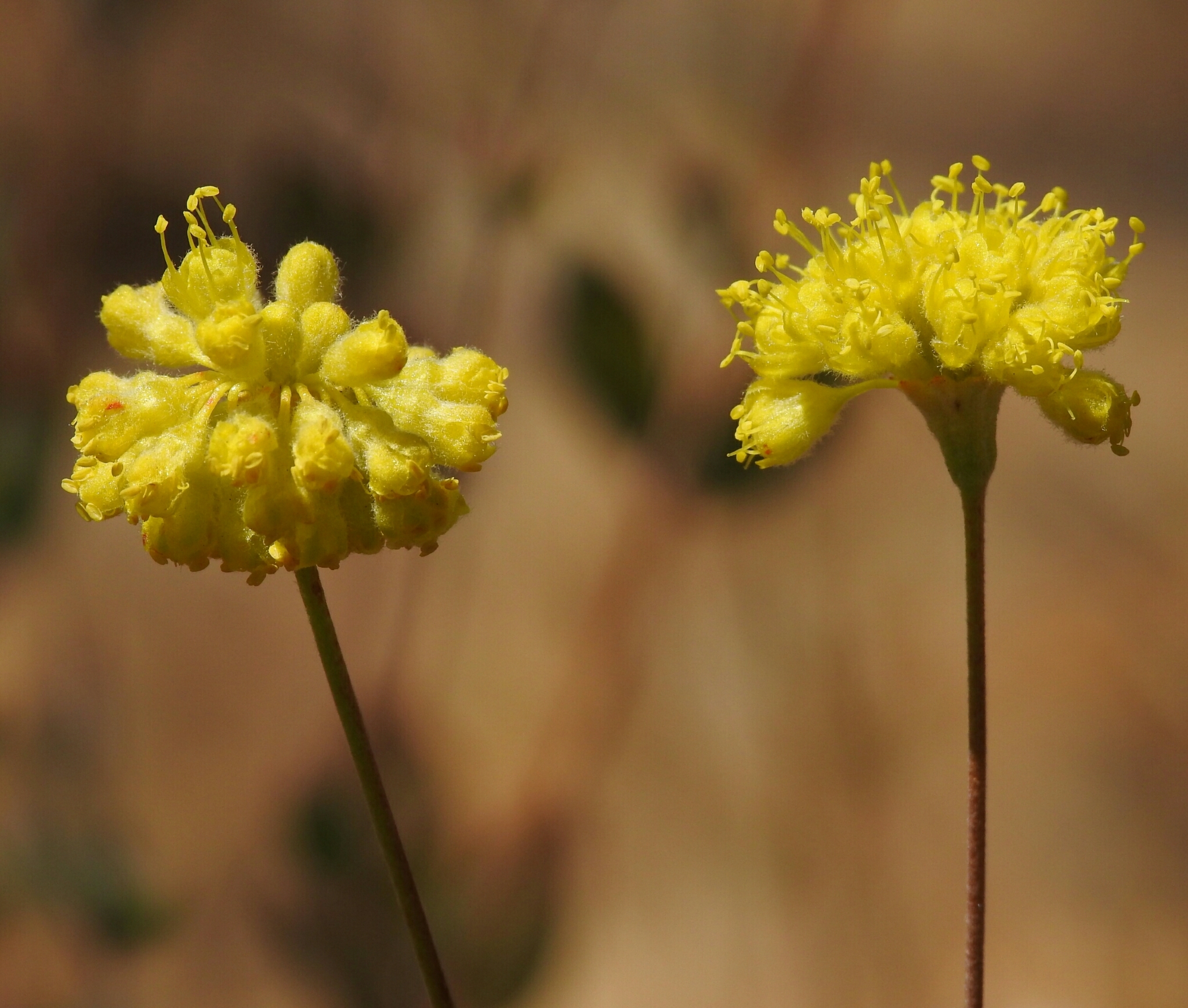 Eriogonum tripodum
