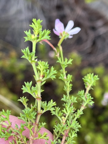Image of Pelargonium fruticosum by (c) Dave U, some rights reserved (CC BY-SA)