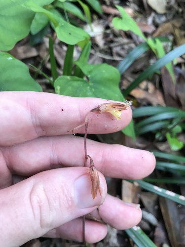 Tainia laxiflora iNat (2)
