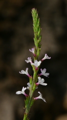 Verbena californica