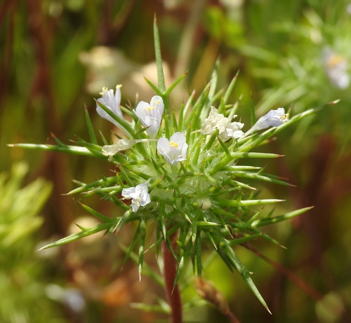 bright navarretia (Navarretia paradoxiclara)