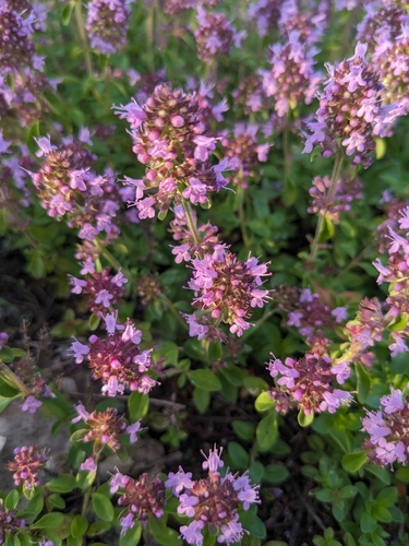 Keturbriaunis čiobrelis nuotrauka