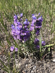 Penstemon eriantherus