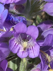 Penstemon eriantherus