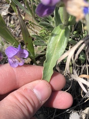Penstemon eriantherus