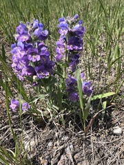 Penstemon eriantherus