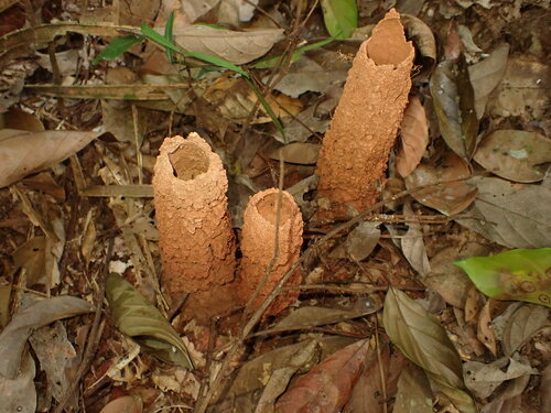Brazilian Rainforest Cicada