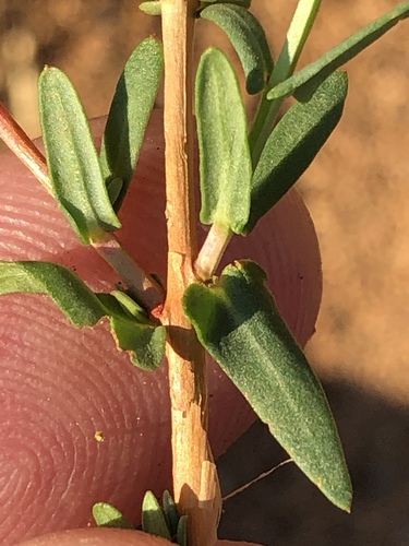 Ammannia luederitzii image