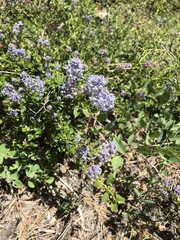 Ceanothus parvifolius