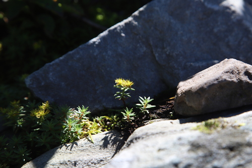 Sedum polytrichoides iNat (3)