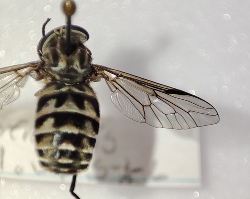 Hybomitra astuta observed 2024-08-02