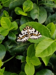 Abraxas grossulariata