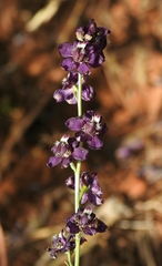 Delphinium hansenii ewanianum