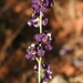Ewan's Larkspur - Photo (c) David Greenberger, some rights reserved (CC BY-NC-ND), uploaded by David Greenberger