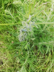 Phytoecia caerulescens