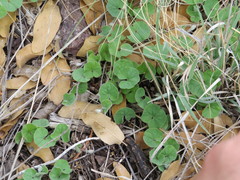 Dichondra brachypoda