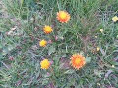 Crepis aurea