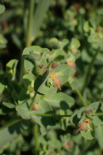 Image of Euphorbia hirsuta by no rights reserved
