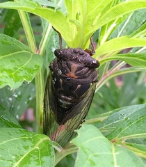 Neotibicen lyricen engelhardti