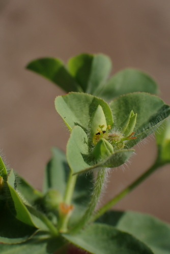 Image of Euphorbia hirsuta by no rights reserved