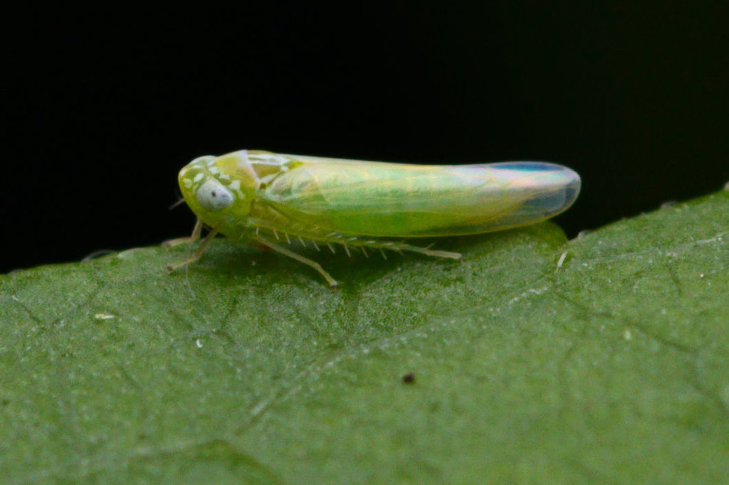 potato leafhopper