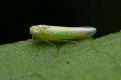 Potato Leafhopper