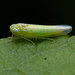 Potato Leafhopper - Photo (c) Dennis White, some rights reserved (CC BY-NC), uploaded by Dennis White